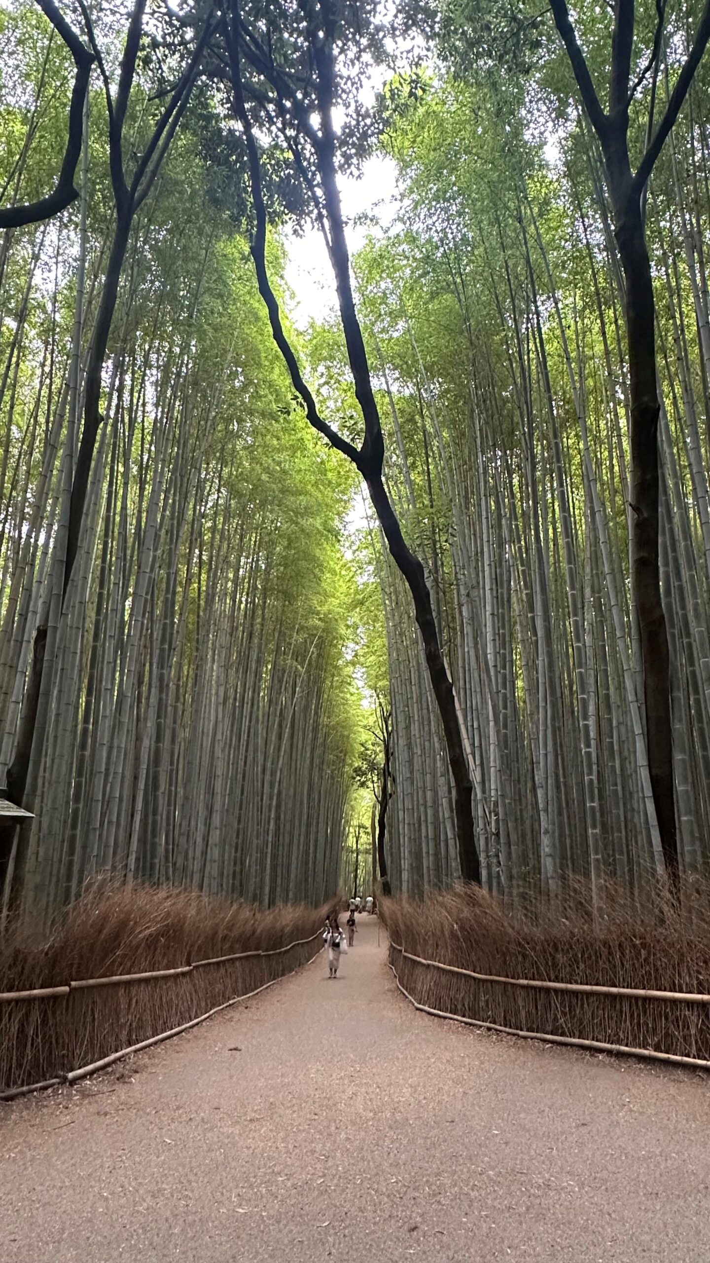 Arashiyama Bamboo Grove Kyoto Japan